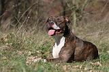 AMSTAFF ADULT 127